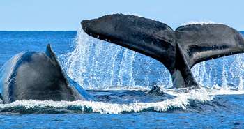 Carbon Offset Schemes - Whale Poop leads Nature's Own Way