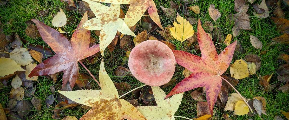 如何使用在秋天落叶在花园里吗?©罗伯特J皮尔森