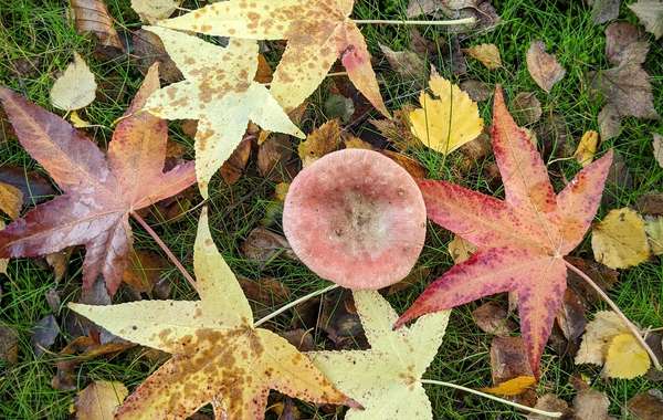 如何使用在秋天落叶在花园里吗?©罗伯特J皮尔森