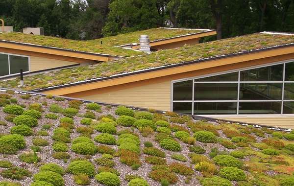 Helen Schuler自然中心的商业生活绿色屋顶