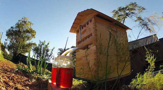 流动框架:一对父子彻底改变了养蜂业，并把蜂蜜放在蜜蜂身上