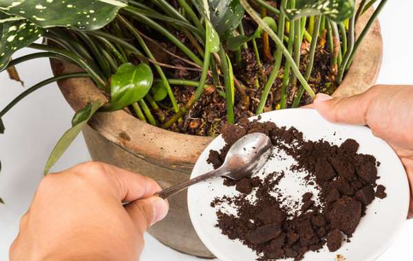 Why you should Never put Coffee Grounds In the Garden