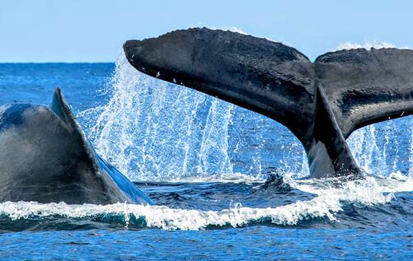 碳抵消计划——鲸鱼粪便引领自然之路