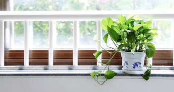 哪些室内植物最适合清洁空气和排除毒素?