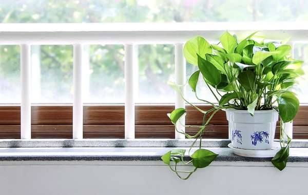 哪些植物是最好的清洁空气和排除毒素?