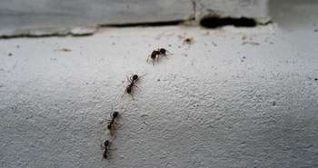 Carpenter ants are a common pest and nuisance to get rid of in homes