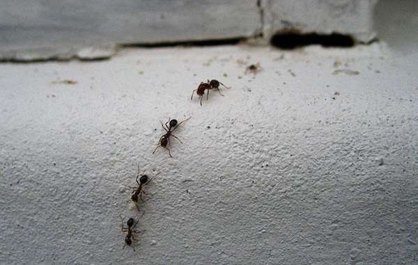 木蚁是一种常见的害虫和摆脱妨害家庭
