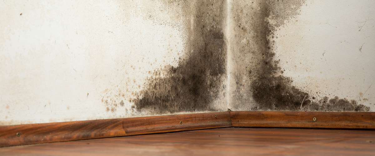 保利蒸汽屏障在空调的房子里会导致霉菌和腐烂