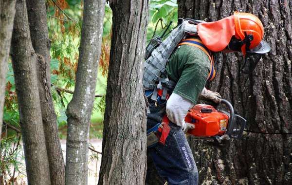砍了一棵110岁的垂死松树。