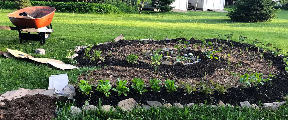 千层面园艺-如何建立一个简单的蔬菜花园