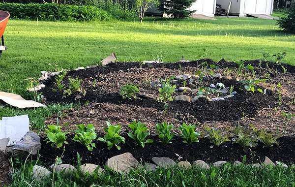 烤宽面条园艺,如何构建一个简单的菜园
